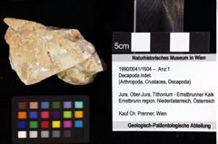 Foto (Objket + Etiketten) von Cyclothyreus sp. 